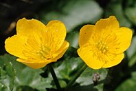 Caltha palustris